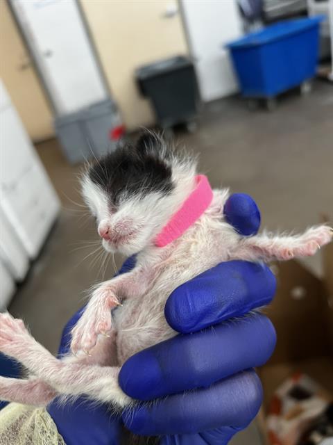 FERGIE, Baby Domestic Medium Hair (medium coat), cat for adoption in Fort Worth, Texas