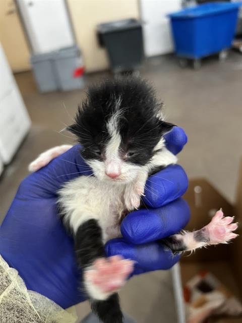 PRINCE, Baby Domestic Medium Hair (medium coat), cat for adoption in Fort Worth, Texas