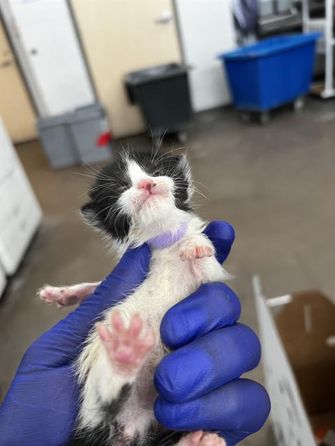 SHEKIRA, an adoptable Domestic Medium Hair in Dallas, TX