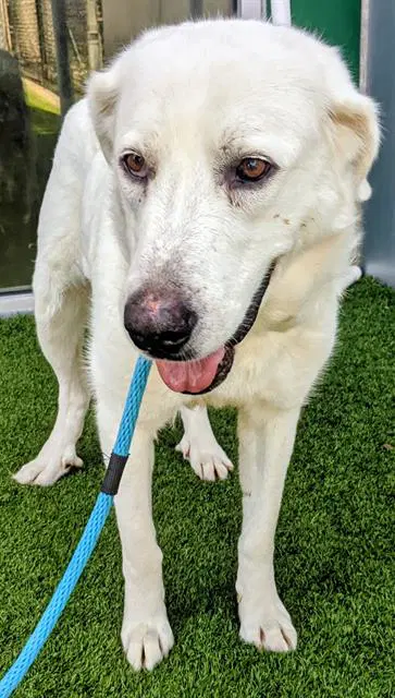 Momma - Great Pyrenees