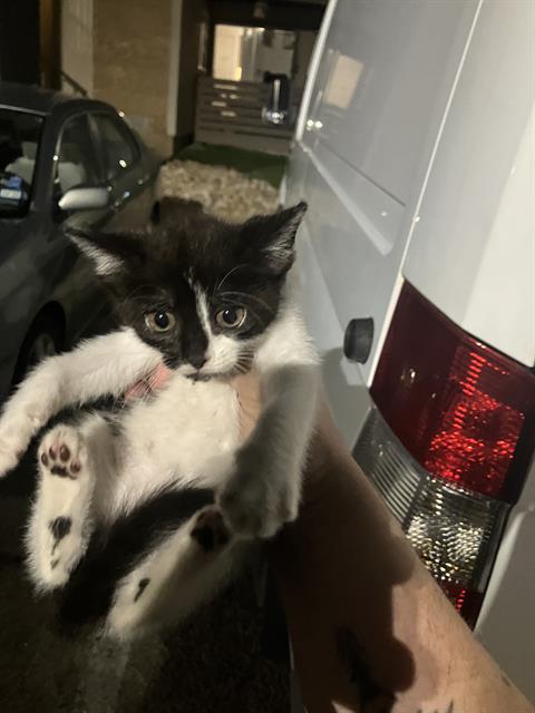 AVERY, Baby Domestic Medium Hair (medium coat), cat for adoption in Fort Worth, Texas