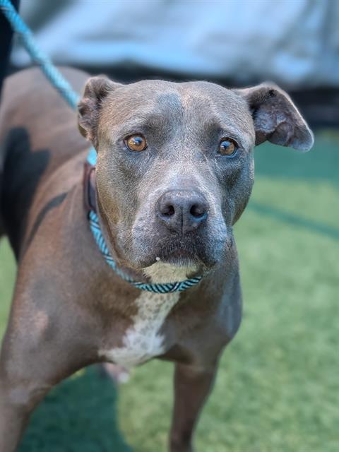 KALI, an adoptable Pit Bull Terrier in Dallas, TX