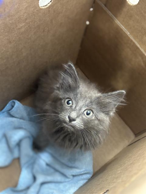 BLUE, an adoptable Domestic Short Hair in Dallas, TX