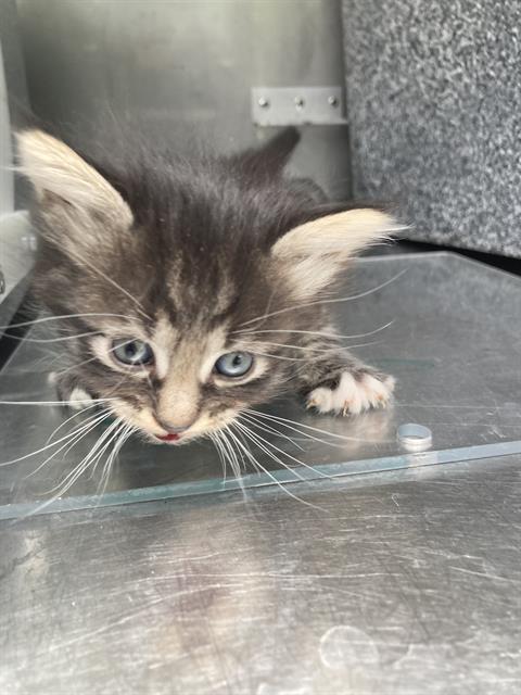 TAYLOR, Baby Domestic Short Hair (medium coat), cat for adoption in Fort Worth, Texas