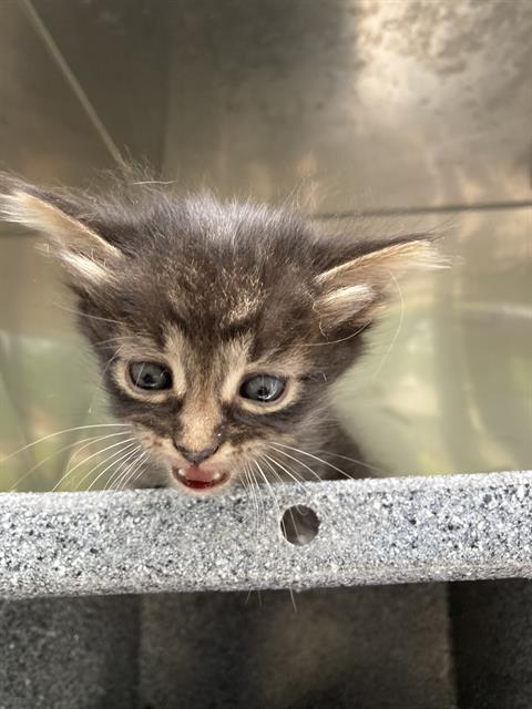 TAY, Baby Domestic Short Hair (medium coat), cat for adoption in Fort Worth, Texas