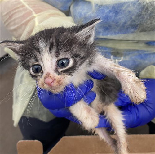 HAN, Baby Domestic Short Hair (medium coat), cat for adoption in Fort Worth, Texas