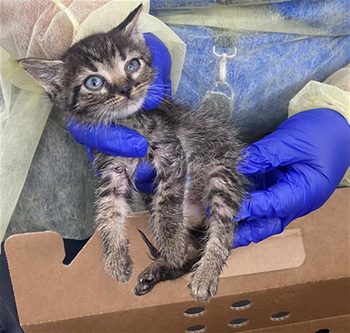 JUDY, Baby Domestic Short Hair (medium coat), cat for adoption in Fort Worth, Texas
