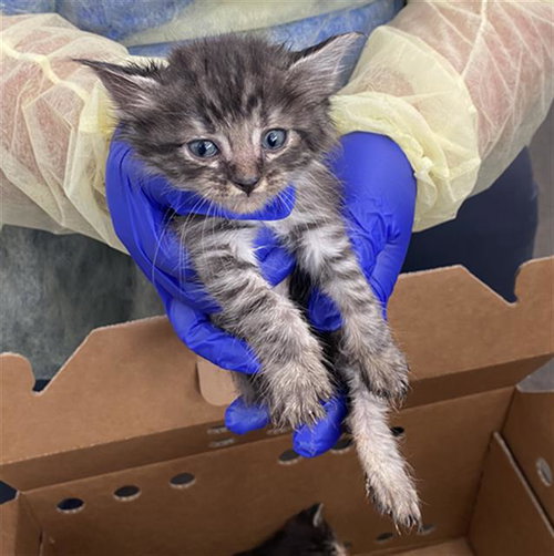 WENDY, Baby Domestic Short Hair (medium coat), cat for adoption in Fort Worth, Texas