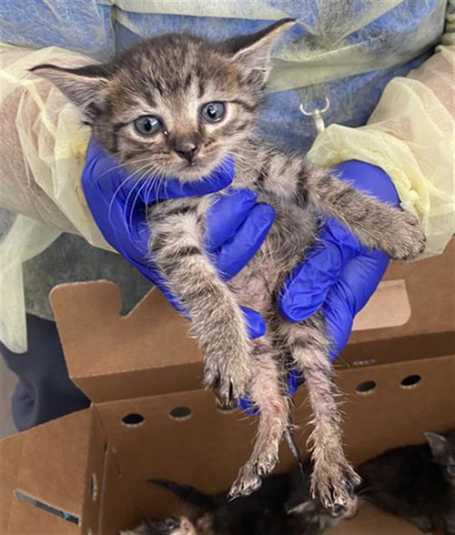 SOLO, Baby Domestic Short Hair (medium coat), cat for adoption in Fort Worth, Texas