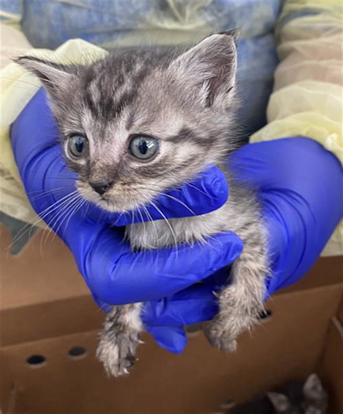 EZRA, Baby Domestic Short Hair (medium coat), cat for adoption in Fort Worth, Texas
