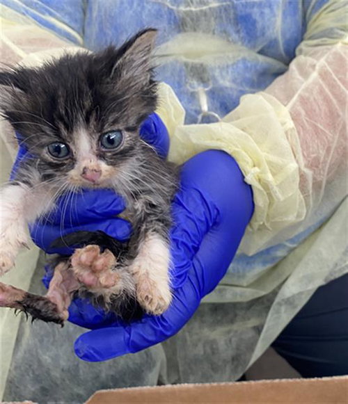 FINN, Baby Domestic Short Hair (medium coat), cat for adoption in Fort Worth, Texas