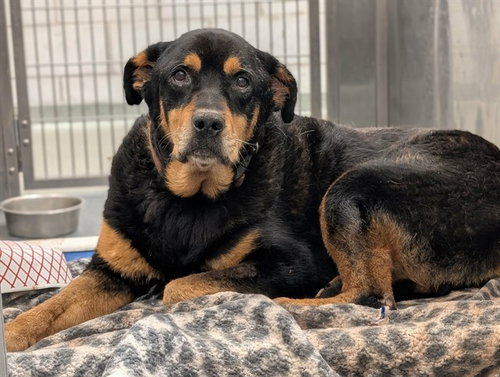 JAY, an adoptable Rottweiler in Dallas, TX