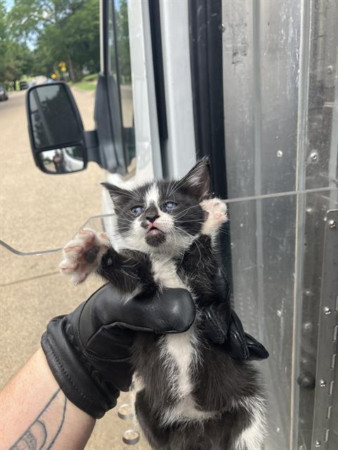 JAMIE, an adoptable Domestic Medium Hair in Dallas, TX