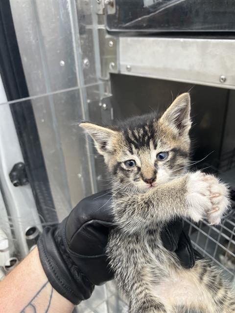 BISCOTTI, Baby Domestic Medium Hair (medium coat), cat for adoption in Fort Worth, Texas