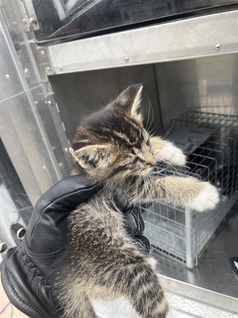 PORK CHOP, Baby Domestic Medium Hair (medium coat), cat for adoption in Fort Worth, Texas