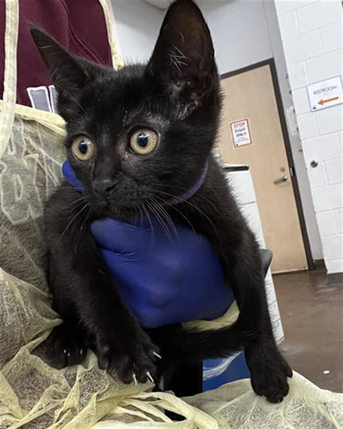 DOLLY, an adoptable Domestic Medium Hair in Dallas, TX