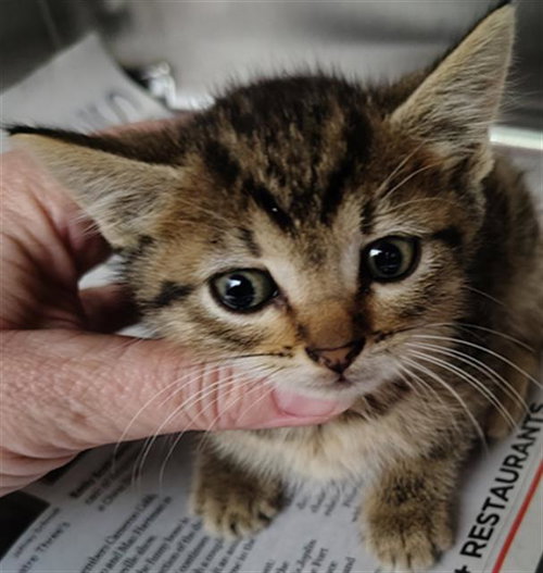 OZZY, Baby Domestic Short Hair (medium coat), cat for adoption in Fort Worth, Texas