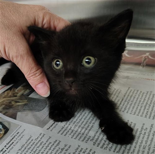JACK, an adoptable Domestic Short Hair in Dallas, TX