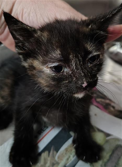 KELLY, an adoptable Domestic Short Hair in Dallas, TX