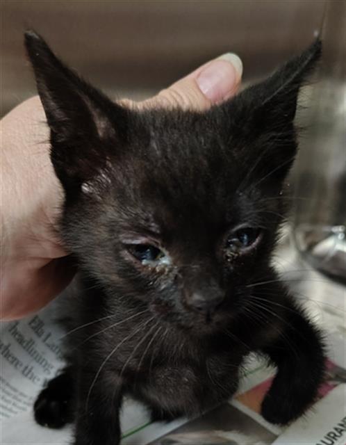 JEFFREY, Baby Domestic Short Hair (medium coat), cat for adoption in Fort Worth, Texas