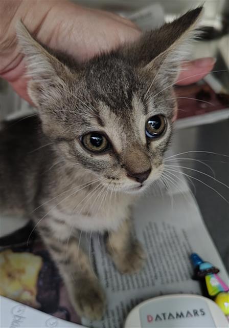 CASH, Baby Domestic Short Hair (medium coat), cat for adoption in Fort Worth, Texas