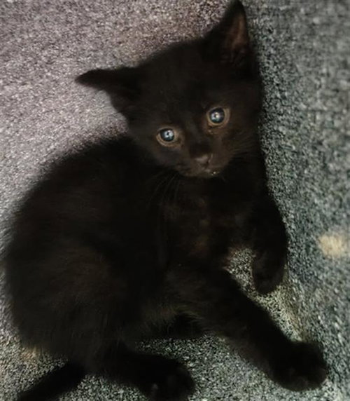 MIDNIGHT, Baby Domestic Short Hair (medium coat), cat for adoption in Fort Worth, Texas