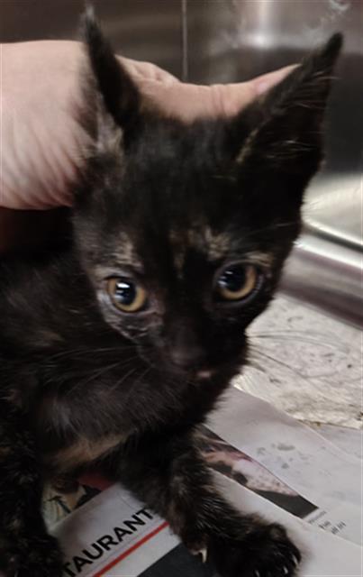 RILEY, Baby Domestic Short Hair (medium coat), cat for adoption in Fort Worth, Texas