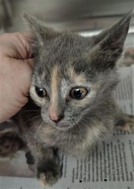 SHARON, Baby Domestic Short Hair (medium coat), cat for adoption in Fort Worth, Texas