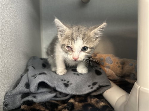 LYNX, an adoptable Domestic Short Hair in Dallas, TX