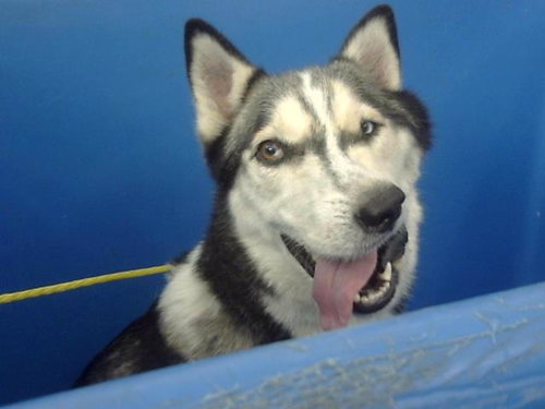 ZAZA, an adoptable Siberian Husky in Dallas, TX