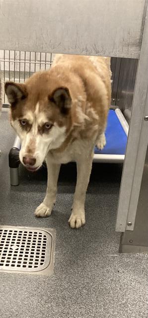 ZUZU, an adoptable Siberian Husky in Dallas, TX