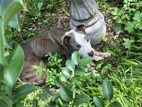 BAJAN, an adoptable Pit Bull Terrier in Dallas, TX