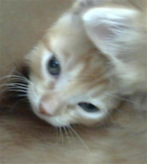 SOKKA, Baby Domestic Short Hair (medium coat), cat for adoption in Fort Worth, Texas
