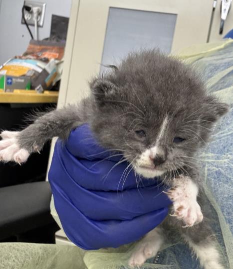 JUJU, Baby Domestic Short Hair (medium coat), cat for adoption in Fort Worth, Texas