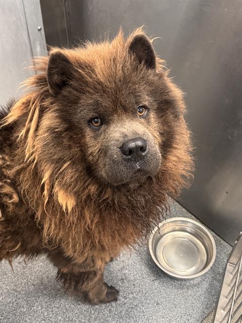 BEAR, an adoptable Chow Chow in Dallas, TX