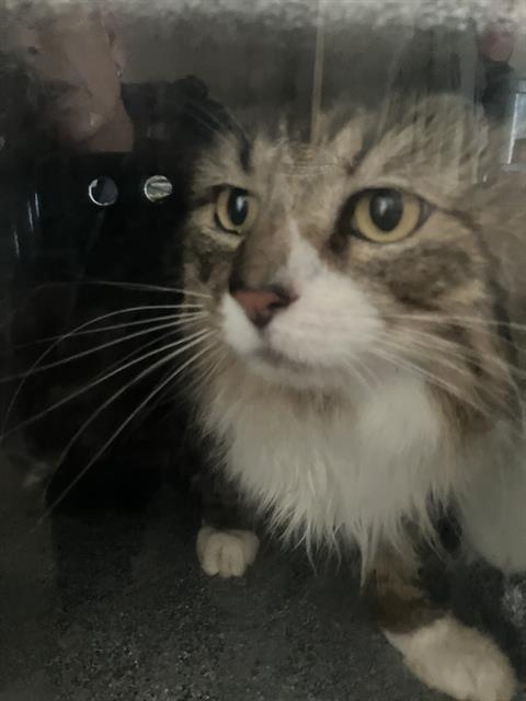 LUCY, Young Domestic Long Hair (medium coat), cat for adoption in Fort Worth, Texas