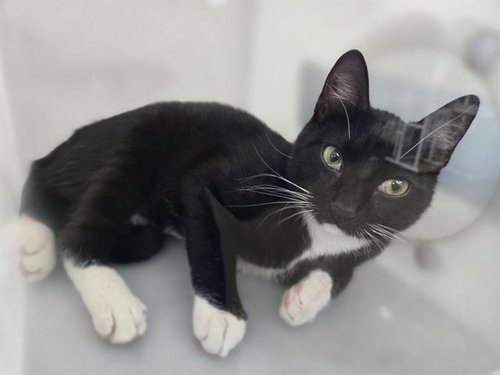 IDAN, Young Domestic Short Hair (medium coat), cat for adoption in Fort Worth, Texas