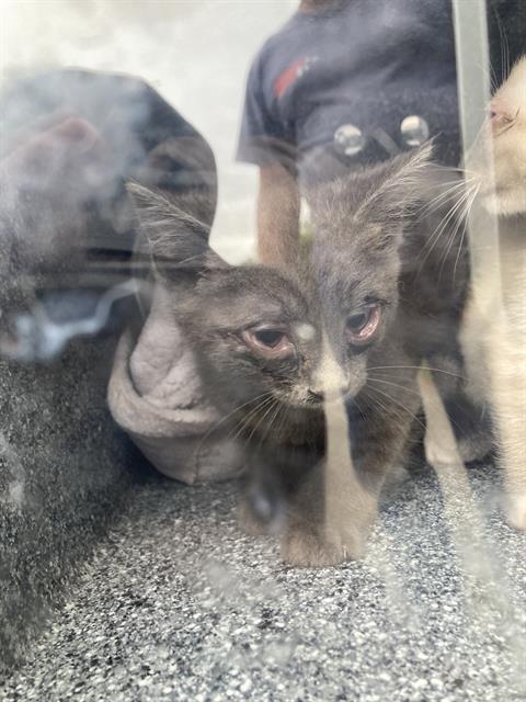 JERRY, Baby Domestic Short Hair (medium coat), cat for adoption in Fort Worth, Texas