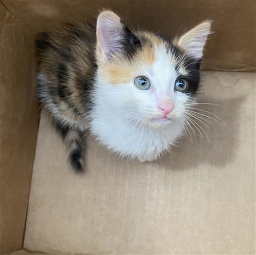 CUTIE, Baby Domestic Short Hair (medium coat), cat for adoption in Fort Worth, Texas