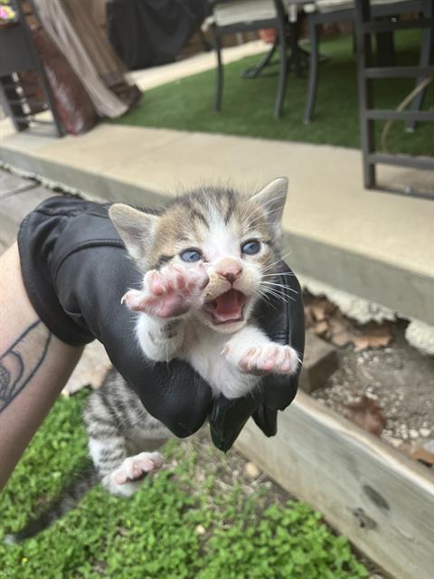 DERPY, Baby Domestic Medium Hair (medium coat), cat for adoption in Fort Worth, Texas