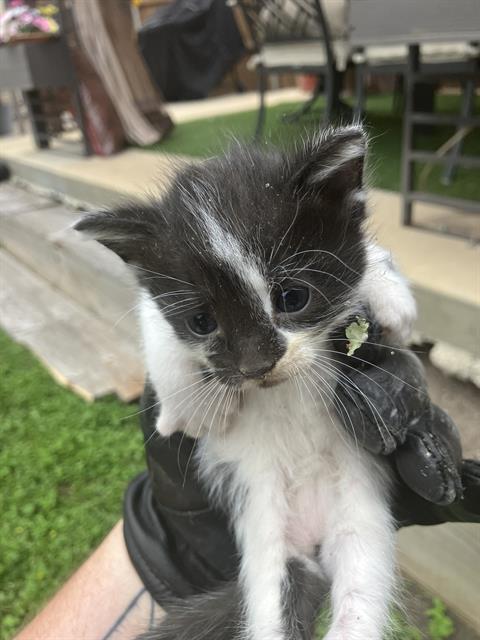 RUMI, Baby Domestic Medium Hair (medium coat), cat for adoption in Fort Worth, Texas