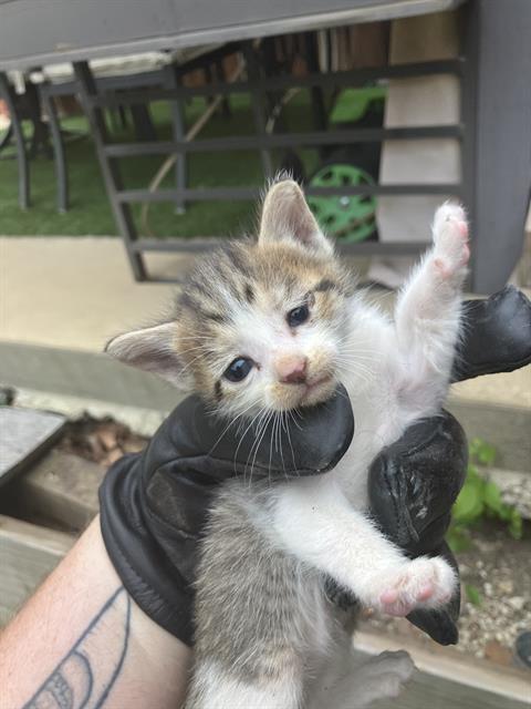 JINU, Baby Domestic Medium Hair (medium coat), cat for adoption in Fort Worth, Texas