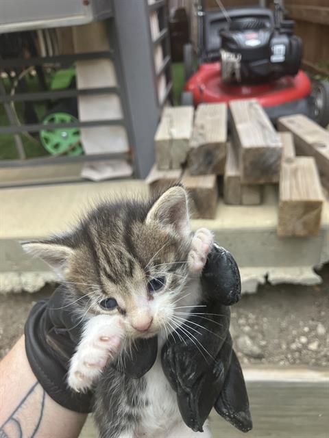 MIRA, Baby Domestic Medium Hair (medium coat), cat for adoption in Fort Worth, Texas