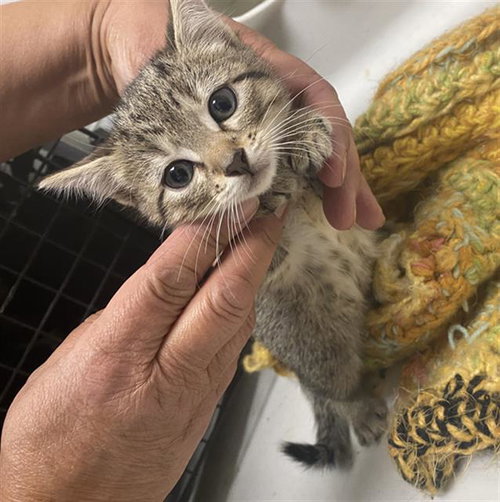 PECAN, an adoptable Domestic Short Hair in Dallas, TX