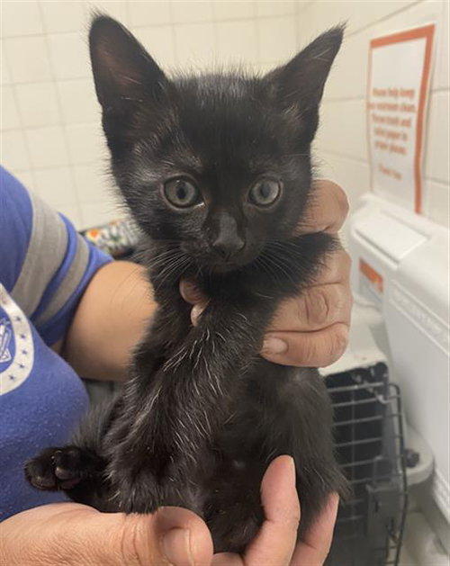 BROWNIE, Baby Domestic Short Hair (medium coat), cat for adoption in Fort Worth, Texas