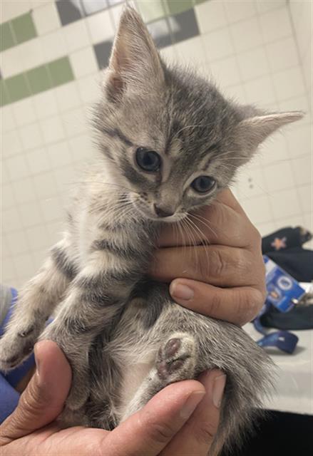 COOKIE, Baby Domestic Short Hair (medium coat), cat for adoption in Fort Worth, Texas