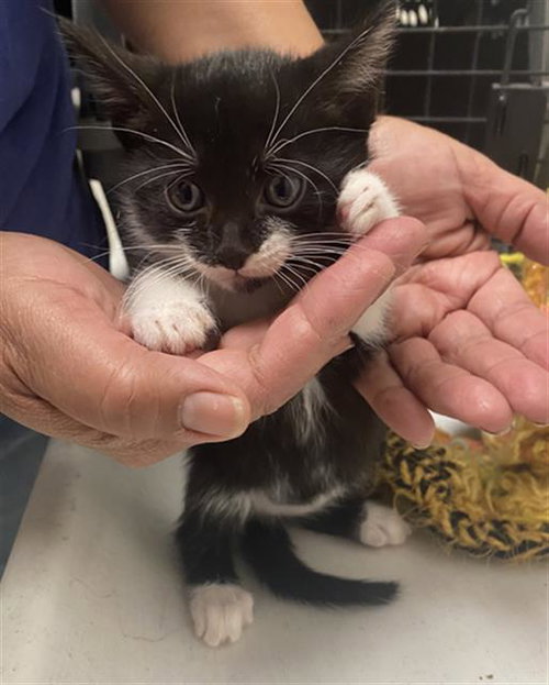 TRUFFLE, Baby Domestic Short Hair (medium coat), cat for adoption in Fort Worth, Texas