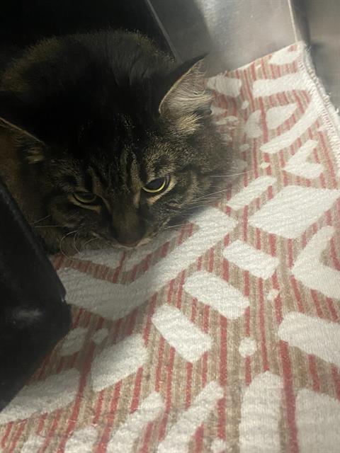 AURORA, an adoptable Maine Coon in Dallas, TX