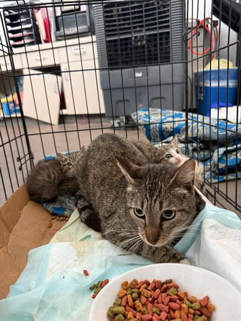 SHEILA, Young Domestic Short Hair (medium coat), cat for adoption in Fort Worth, Texas
