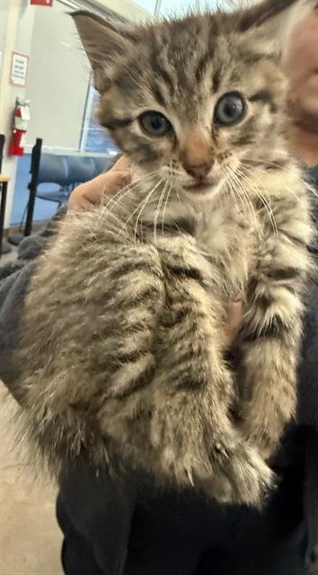 MOONIE, Baby Domestic Short Hair (medium coat), cat for adoption in Fort Worth, Texas